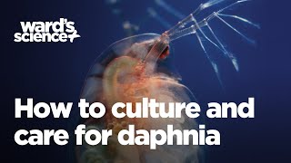 Caring and Culturing for Daphnia [upl. by Hagerman]