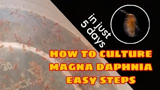 How to Culture Magna Daphnia Easily [upl. by Jeuz]