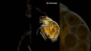 How to culture Daphnia for your Aquarium [upl. by Kelda430]