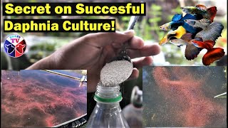 How to Culture Daphnia Successfully [upl. by Yenffit219]