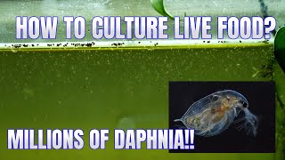 How to Culture Daphnia Secret Method to Breed MILLIONS  Simply Aquatic [upl. by Ecile]