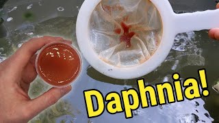 How I Culture Daphnia In Outdoor Tubs [upl. by Supmart319]