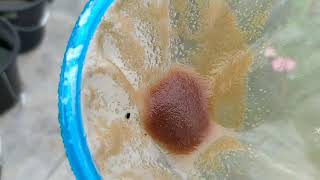 How to culture daphnia moina in a small container Part 1 English Subtitle [upl. by Rome]