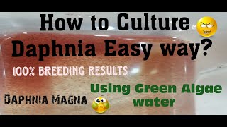 Daphnia MagnaHow to Culture Daphnia Easy wayCulturing Daphnia using Green water Daphnia [upl. by Sido84]