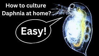 BEST Live Fish Food Beginner guide How to Culture Daphnia at home [upl. by Aihsia917]