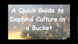 How to culture daphnia outside [upl. by Kylie222]