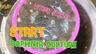 How to culture daphnia moina the easy way 1  Starting the Daphnia culture [upl. by Ancier359]