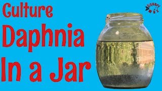 How to Culture Daphnia in a Jar [upl. by Aynodal]