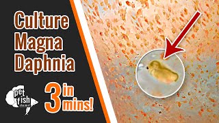 How to culture DAPHNIA MAGNA  The easy way [upl. by Noirret]