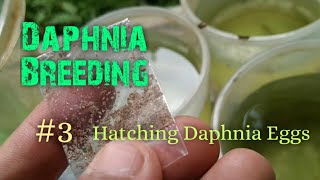 Daphnia Culture made simple and easy 3  Hatching Daphnia eggs [upl. by Nibor]