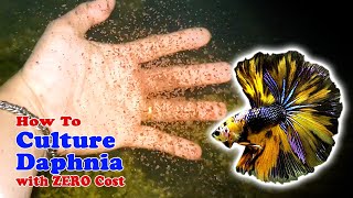 How to Culture Daphnia with ZERO Cost  Unlimited Live Food For Our Fish [upl. by Rehtse]