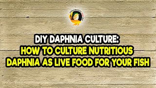 DIY Daphnia Culture How to Culture Nutritious Daphnia as Live Food for Your Fish [upl. by Asela]