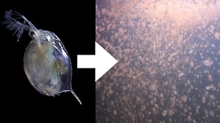 How I Culture Daphnia [upl. by Coonan]