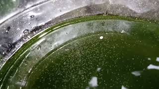 DAPHNIA MOINA CULTURE IN A SMALL BUCKET [upl. by Nagard267]