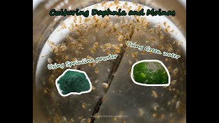 How To Culture Daphnia and Moinas using Green Water Spirulina powder [upl. by Hachman]