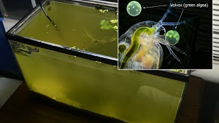 Raising Daphnia for the Freshwater Aquarium [upl. by Caravette]