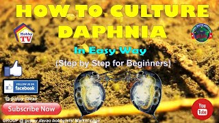 HOW TO CULTURE DAPHNIA In Easy Way [upl. by Aihsenot]